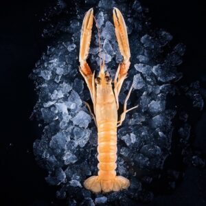 Langoustine